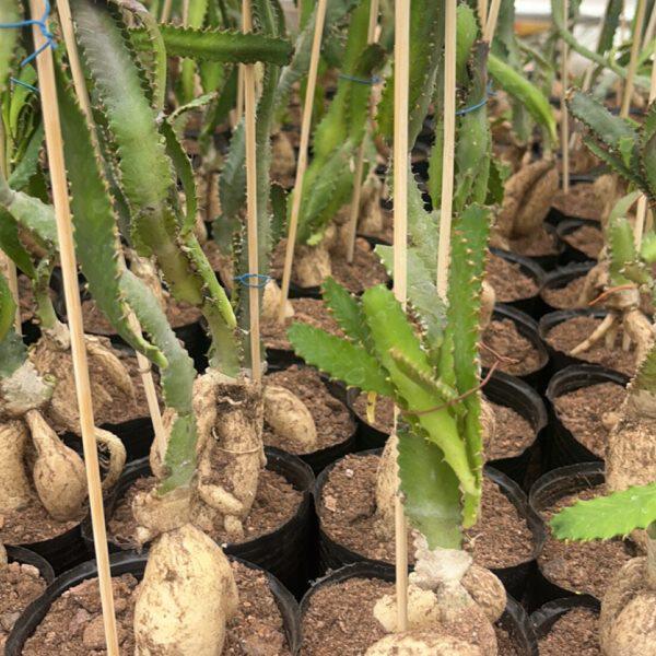 漳州嘟嘟仙人球 飞龙块根 批量货源发售仙人掌飞龙