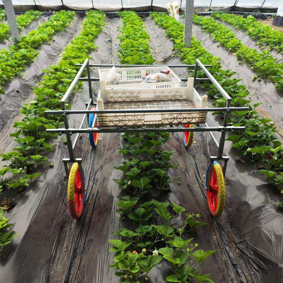 大棚采摘蔬菜草莓运输新款瓜果家用农用推拉手推车运输车工具车