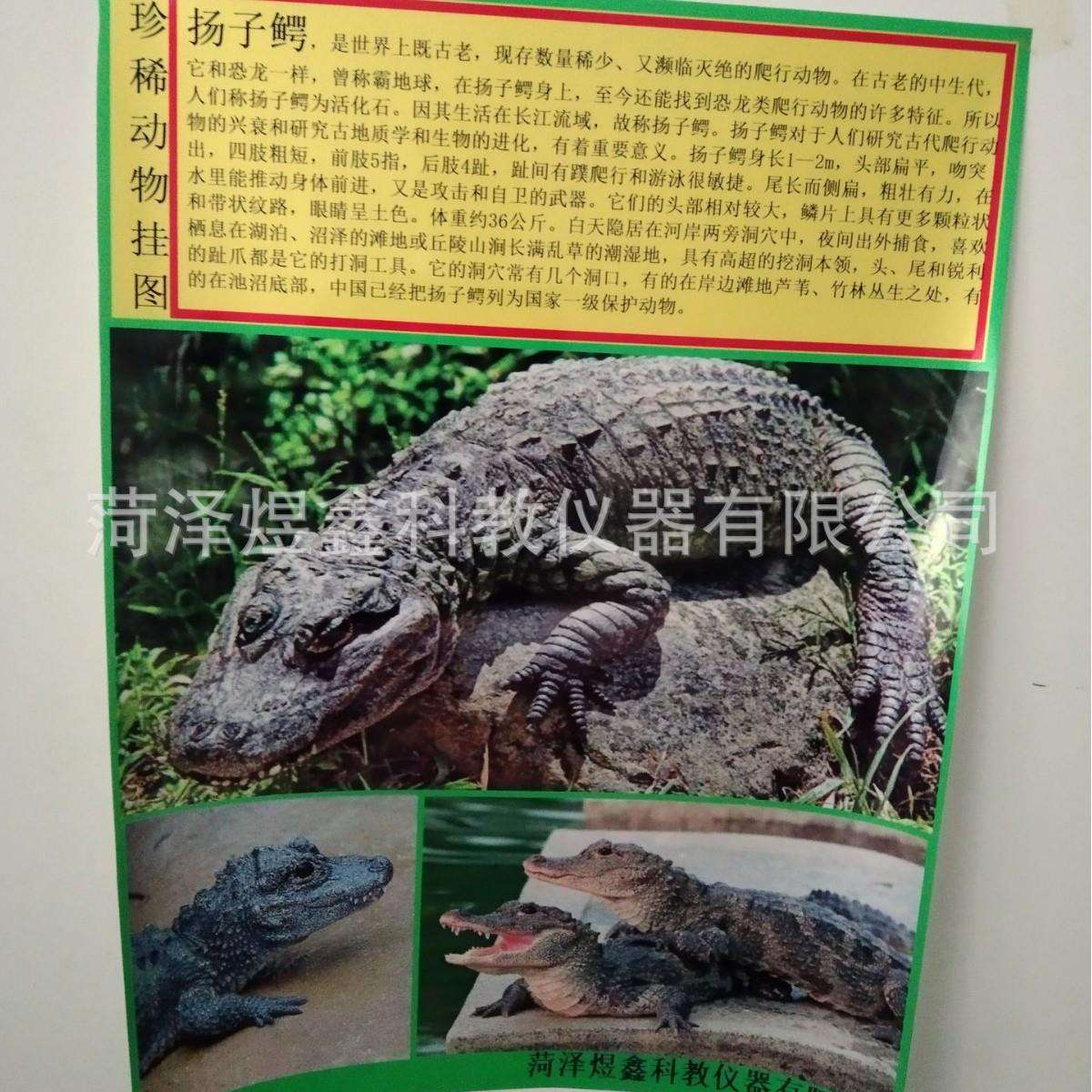 新课标50511001001 珍稀动物挂图 科学与生命实验挂图