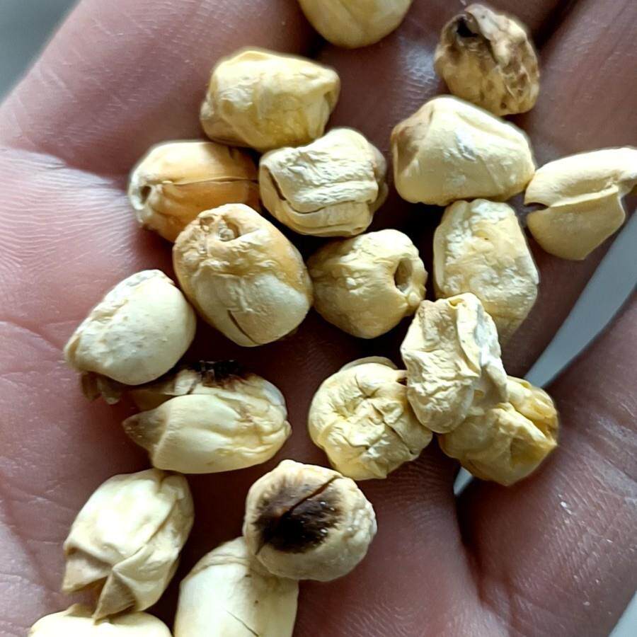 广昌去芯干货白莲米无芯去皮边角碎莲子干货酿酒打粉莲子100斤