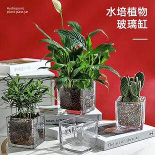 正方形方花盆摆件插花郁金香透明玻璃花瓶水培乌龟绿萝水养植物缸