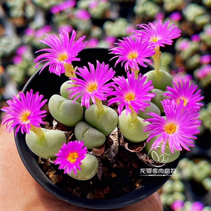 赤映玉 蟹钳赤耳紫m花少将口笛肉锥番杏多肉植物 一物一拍带盆发