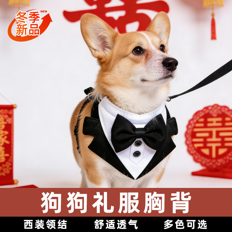 宠物西装胸背陪嫁蝴蝶结晚礼服柯基中小型犬工字型项圈遛狗牵引绳