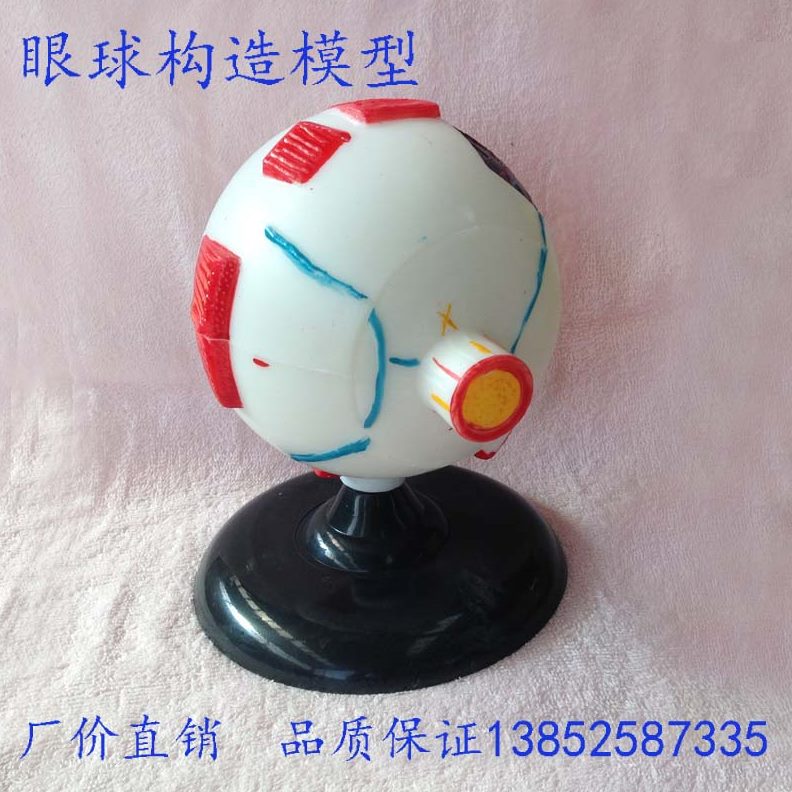 0 球球45模型实验  器材9眼解刨3 生物模型教学仪器构造眼