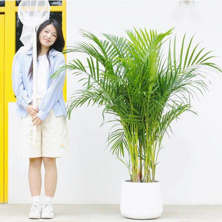 散尾葵盆栽凤尾竹室内客厅大型绿植盆栽袖珍椰子夏威夷花卉植物