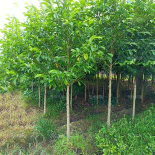 乐昌含笑基地直供绿化乔木市政园林景观苗木地径8-10公分乐昌含笑