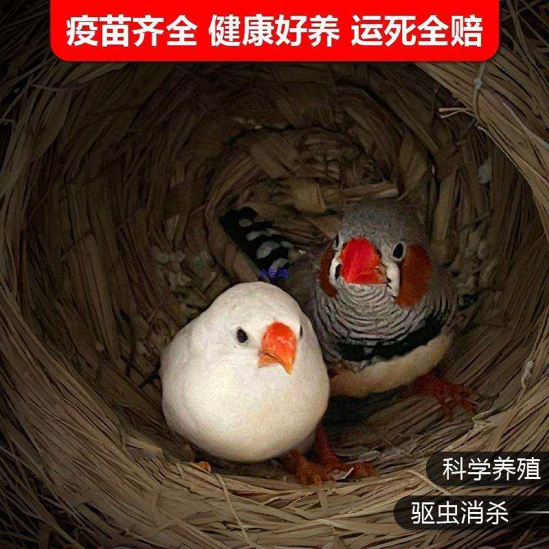 珍珠鸟家养宠物鸟灰色白色驼色珍珠鸟小珍珠鸟一对可繁殖观赏鸟,电子元器件市场,其它元器件,淘宝优惠券,粉丝福利购,淘宝优惠卷