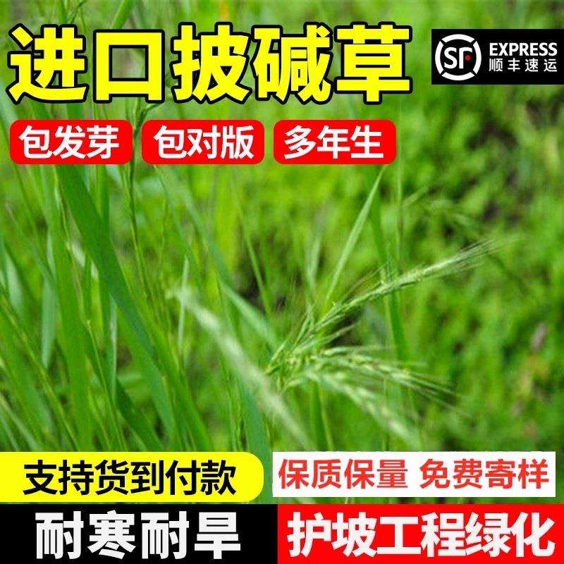 披碱草草籽护坡固土抗风沙耐贫瘠耐盐耐碱草冰草碱茅种籽