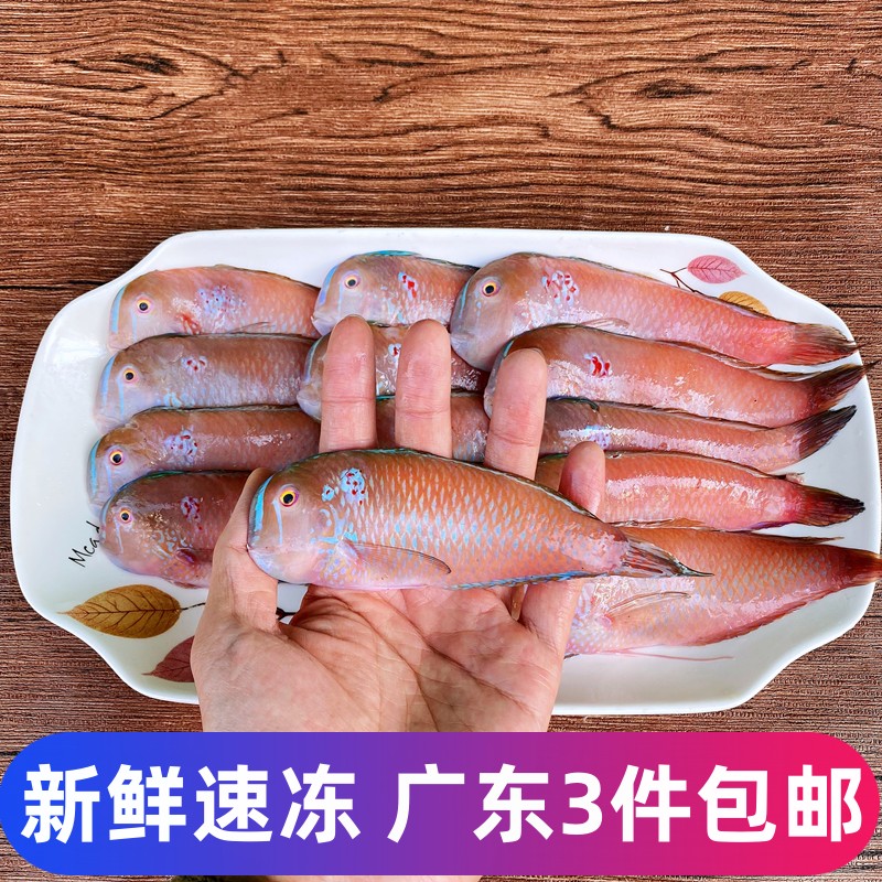 惠来神泉红莺歌鱼深海鱼老鼠鱼冷冻海鲜水产鹦歌鱼马头鱼新鲜马面图片