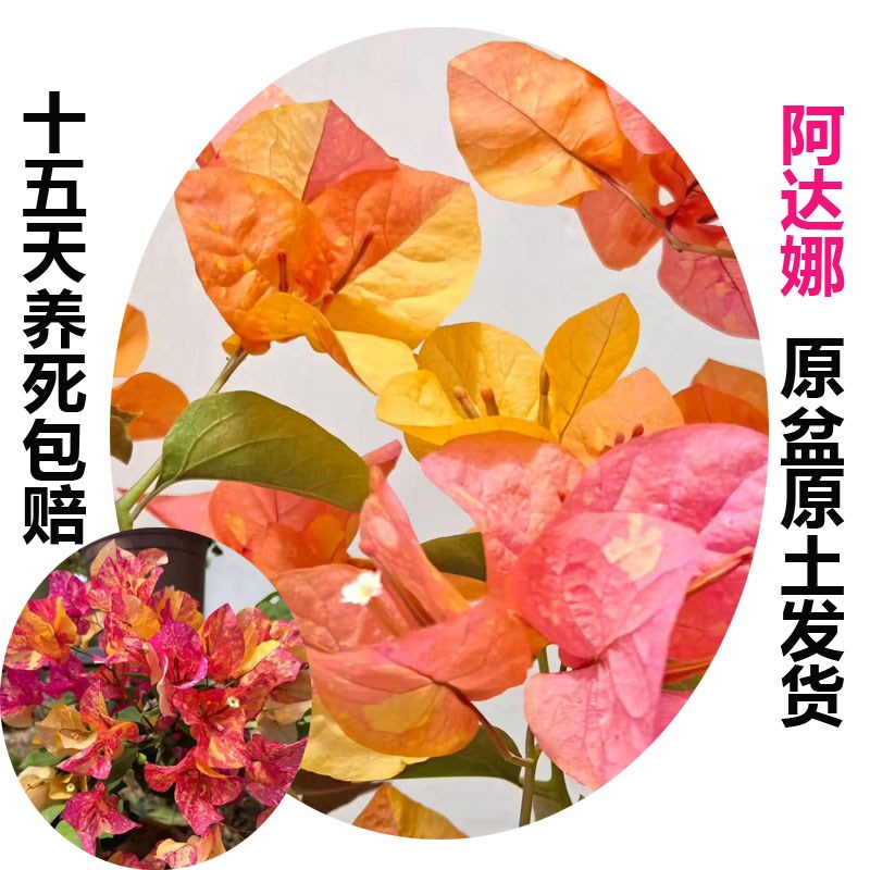 阿达娜 (三h角梅)原生大苗四季开 花老桩爬藤植物