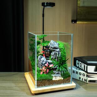 翠屿仙踪苔藓微景观生态瓶造景植物雨林创意摆件桌面森林玻璃生态