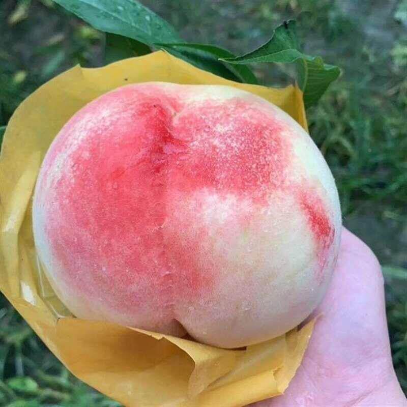 果农桃袋果袋虫水果纸袋袋桃子套袋育鸟果袋防水防KLC防柑橘结实