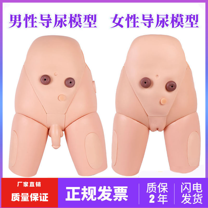 高级男女性导尿模型灌肠模型医学用导尿术操作模特下半身护理人体