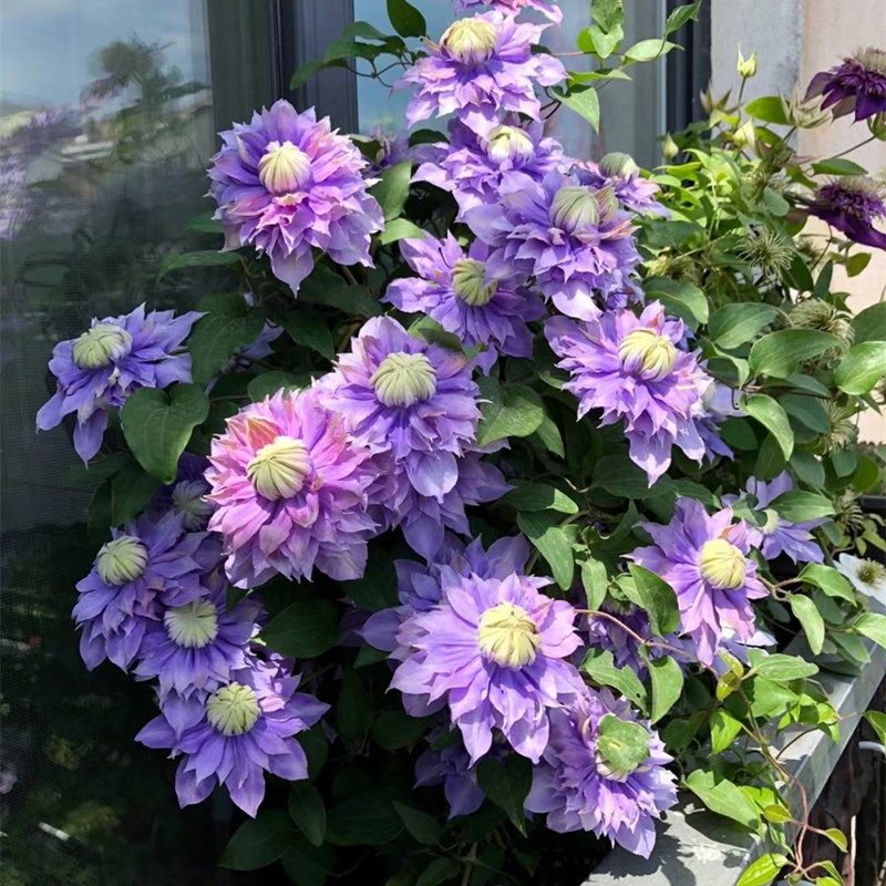 铁线莲大苗盆栽藤本爬藤植物花卉重瓣庭院花园耐寒耐热多年生宿根