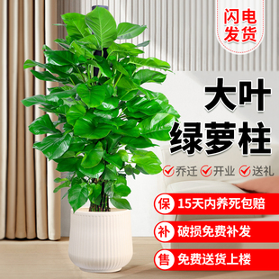 大叶绿萝柱盆栽客厅大型绿植办公室内除甲醛净化空气绿箩新房植物
