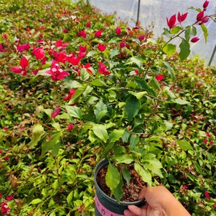 三角梅勤花品种 红桑巴 橙色紫红 三角梅耐阴耐寒品种 飘枝高飘