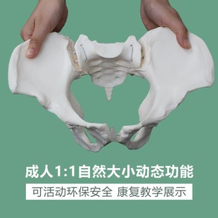 产后康复可活动骨盆模型骶骨髋骨女性可弯曲人体骨骼解剖盆底肌