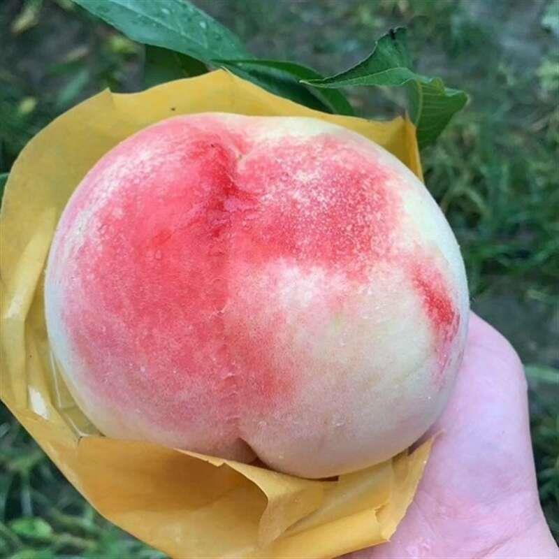 果农桃CZC袋果子袋水果纸袋桃套袋育果防水防虫防鸟柑橘袋袋实结