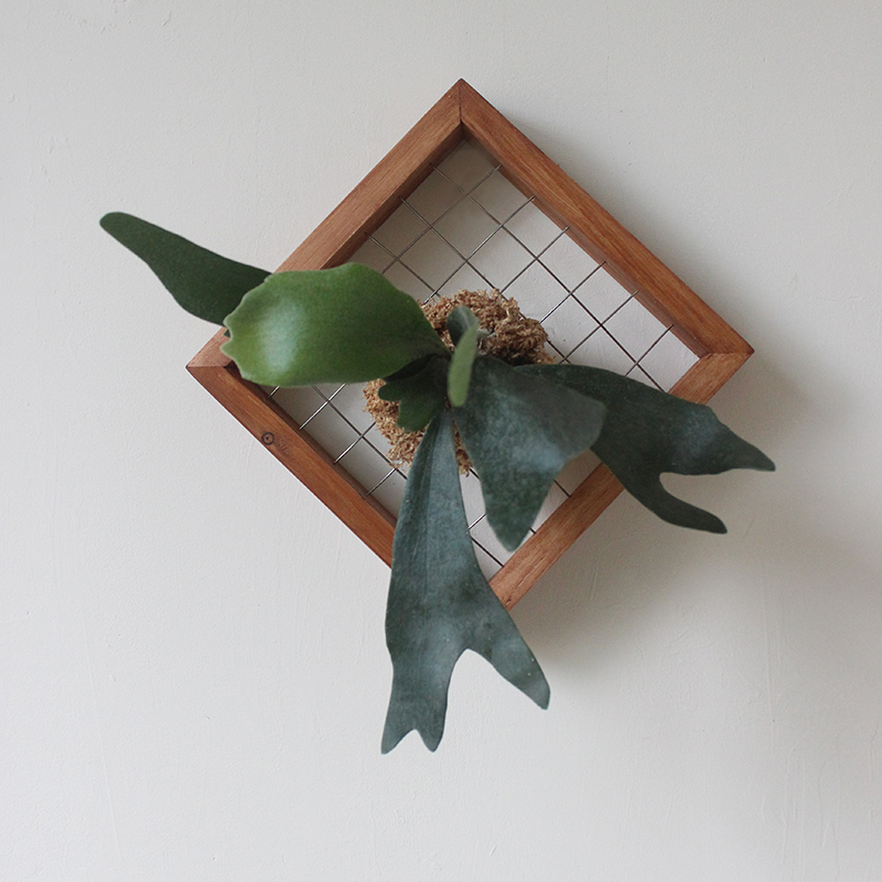 鹿角蕨定植板壁挂实木手工相框蕨类植物花盆挂板植物墙绿植好养护