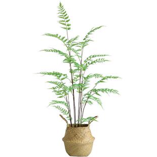 泰植环桫椤树仿真植物盆栽系大型蕨类森TM647459绿北欧室内落装地