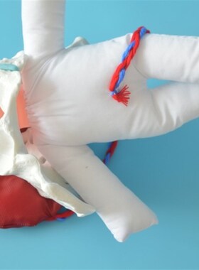 分娩示教骨盆模型含娃娃  孕妇学校示教教具含初生儿宝宝脐带胎盘