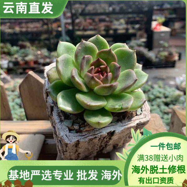 贵货实糖心肉小图拍不含盆如皮水晶黑好养多肉植物带实罕见玫瑰萌