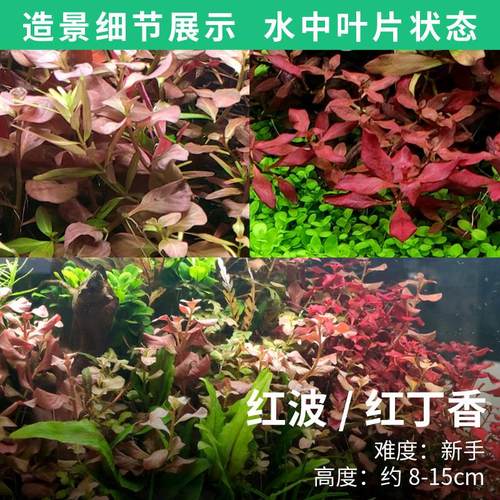 现货趴地矮珍珠水草迷你爬地矮珍珠莫斯水草水草热带鱼缸造景水草