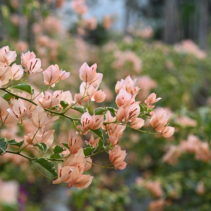 三角梅 马斯 马斯佩拉克扦插小苗庭院阳台,鲜花速递/花卉仿真/绿植园艺,绣球/木绣球/木本植物,淘宝优惠券,粉丝福利购,淘宝优惠卷