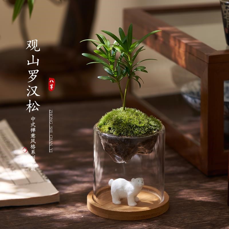 .苔藓微景d观造景观山杯办公桌绿植F创意植物室内盆景书桌摆件罗