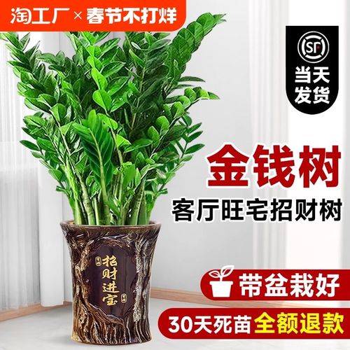 金钱树盆栽客厅大花盆摆件办公室内招财旺宅开业送礼绿植好养植物