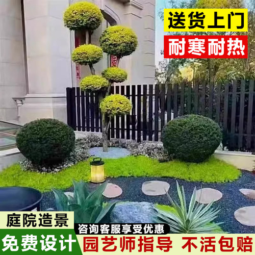 亮晶女贞棒棒糖盆栽m花镜植物球耐寒耐晒四季常青花园庭院别墅造