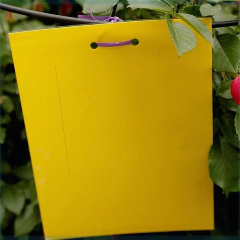 梓柠粘虫板大号双面诱虫纸贴防飞虫安全耐用园艺通X用防虫板黄板