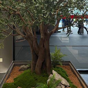 大型仿真榄树造景假树室内假橱窗茶室井植物软天装绿植橄WXL92摆