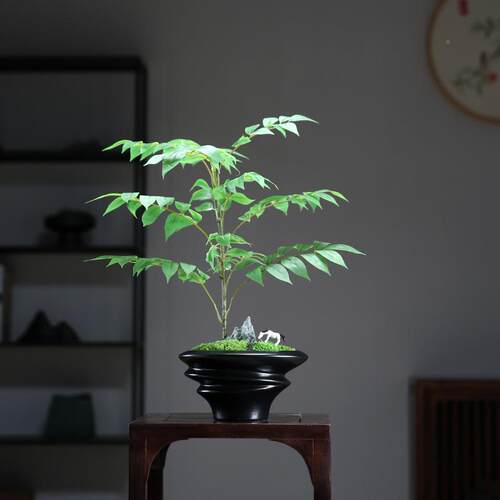 永生苔藓盆新客景现代中式厅茶绿2025024植酒店样几板房仿真植物