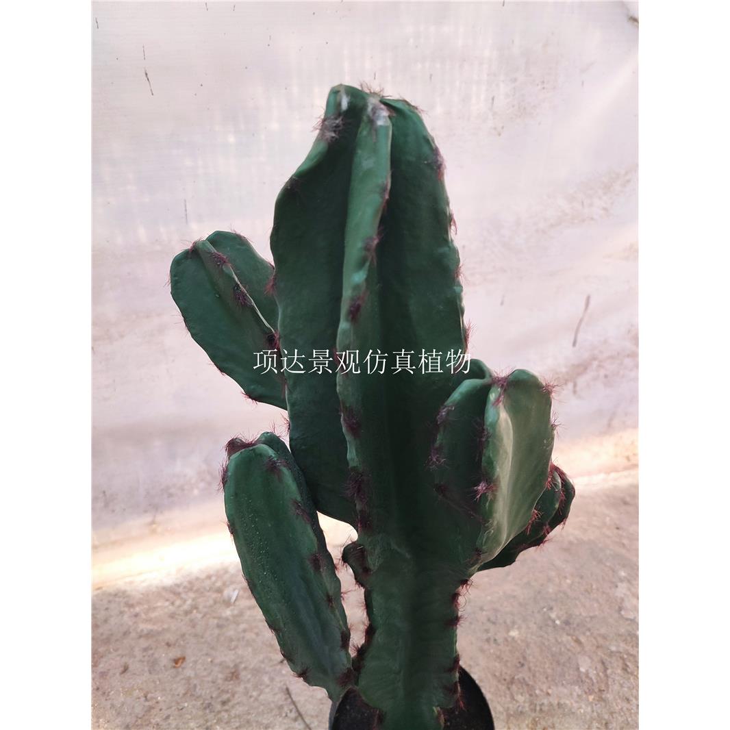 真仙人柱仙掌盆栽室内仿阳台7238楼梯口玄假关落地造景摆件绿植装