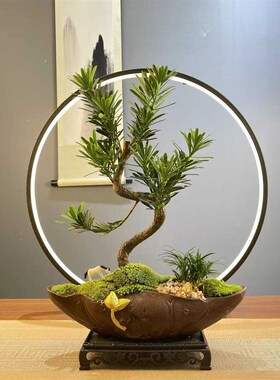 【罗汉松盆景】迎客造型树桌y面高档绿植松柏文人办公室中式盆栽