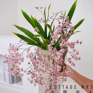 光宗粉 文心兰盆栽花苗梦香兰室内花卉植物客厅.阳台好养活