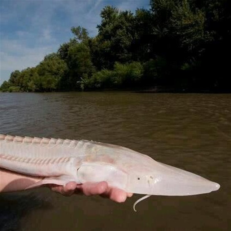 8 中号狗鱼20CM鱼饵6r6G路亚饵电商1/0#黑镍鱼钩13色HS020