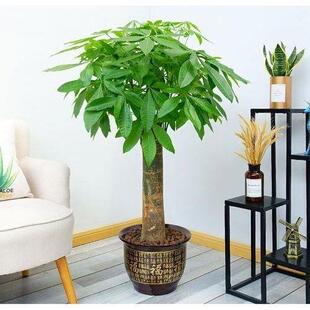 正宗单发财客树厅办公室开业专爆款 用绿植吸杆uz9r6Pom甲醛空气净