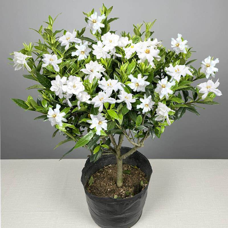独杆四栀RSK子子花盆栽树苗小叶栀花盆阳台庭院景季开花浓香花卉