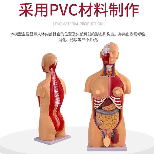 85C躯M两性性躯200干可拆分为23件人体干模型躯附人体干模型内脏