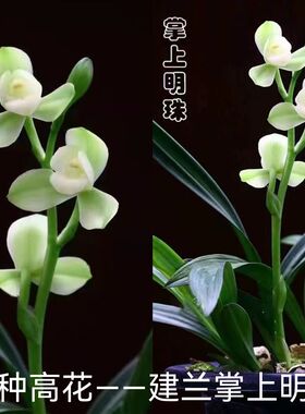 名贵兰花建兰矮种掌上明珠黄山雪大明胭脂兰M花苗客厅室内茶室花