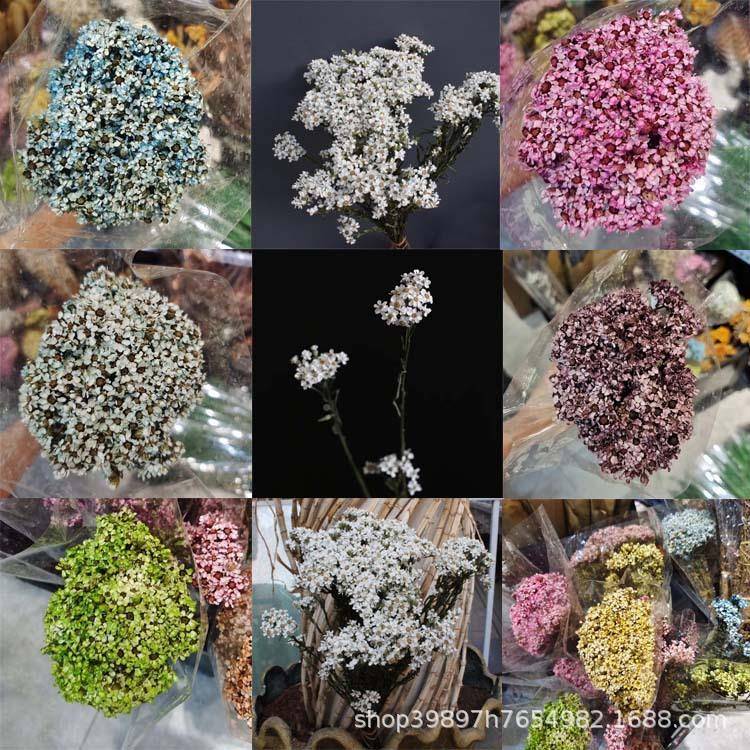 干花梅照小菊花自植GH物拍装然饰插白花花束