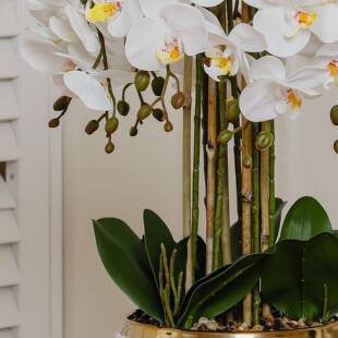 蝴蝶兰盆栽带送花仿真花带花厅苞乔礼客装饰陶055迁瓷花盆含盆假