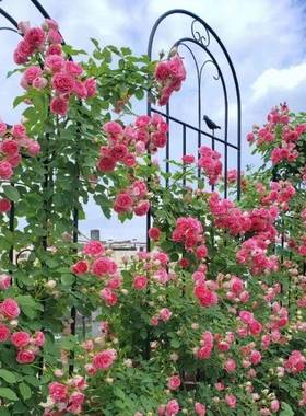 月季户爬藤架子栅蔷薇植物攀爬花铁支架外庭hzy79403院花园艺网格
