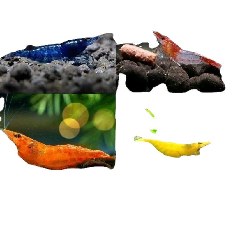 网红波妞鱼观赏虾红虾草缸淡水虾冷水虾除藻极火黑壳红琉璃鱼缸虾