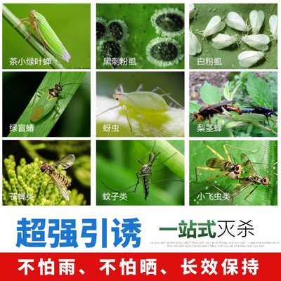 黄蓝一体双色粘虫板果树花卉诱虫灭虫板蓟马黏虫小黑飞防虫贴大棚