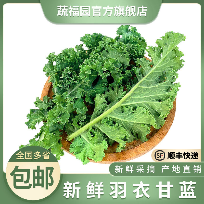 新鲜羽衣甘蓝 嫩叶芥蓝甘兰叶牡丹kale西餐榨汁沙拉蔬菜食材 顺丰