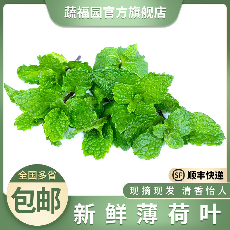 新鲜薄荷叶 食用薄荷烘焙调酒茶其它