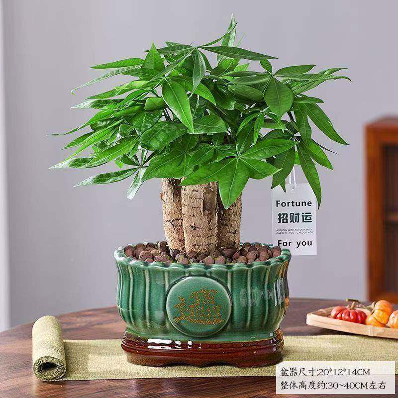 卉发财树盆栽室内客厅桌面绿植景树苗办公室盆招财花吸水厂家直供